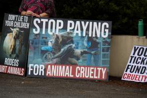 Protest outside of Queanbeyan Rodeo - Photos taken at a protest organised by Animal Liberation ACT and Animal Defenders Office outside of Queanbeyan Rodeo, where animals such as horse and cattle have been seen and recorded being chased, mistreated, and tormented. - Captured at NSW.