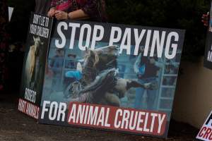 Protest outside of Queanbeyan Rodeo - Photos taken at a protest organised by Animal Liberation ACT and Animal Defenders Office outside of Queanbeyan Rodeo, where animals such as horse and cattle have been seen and recorded being chased, mistreated, and tormented. - Captured at NSW.