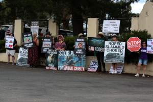 Protest outside of Queanbeyan Rodeo - Photos taken at a protest organised by Animal Liberation ACT and Animal Defenders Office outside of Queanbeyan Rodeo, where animals such as horse and cattle have been seen and recorded being chased, mistreated, and tormented. - Captured at NSW.