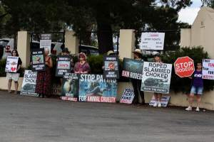 Protest outside of Queanbeyan Rodeo - Photos taken at a protest organised by Animal Liberation ACT and Animal Defenders Office outside of Queanbeyan Rodeo, where animals such as horse and cattle have been seen and recorded being chased, mistreated, and tormented. - Captured at NSW.