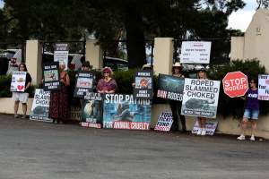 Protest outside of Queanbeyan Rodeo - Photos taken at a protest organised by Animal Liberation ACT and Animal Defenders Office outside of Queanbeyan Rodeo, where animals such as horse and cattle have been seen and recorded being chased, mistreated, and tormented. - Captured at NSW.