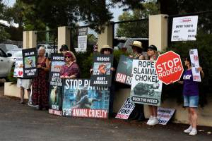 Protest outside of Queanbeyan Rodeo - Photos taken at a protest organised by Animal Liberation ACT and Animal Defenders Office outside of Queanbeyan Rodeo, where animals such as horse and cattle have been seen and recorded being chased, mistreated, and tormented. - Captured at NSW.