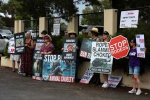 Protest outside of Queanbeyan Rodeo - Photos taken at a protest organised by Animal Liberation ACT and Animal Defenders Office outside of Queanbeyan Rodeo, where animals such as horse and cattle have been seen and recorded being chased, mistreated, and tormented. - Captured at NSW.