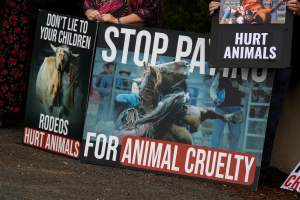 Protest outside of Queanbeyan Rodeo - Photos taken at a protest organised by Animal Liberation ACT and Animal Defenders Office outside of Queanbeyan Rodeo, where animals such as horse and cattle have been seen and recorded being chased, mistreated, and tormented. - Captured at NSW.