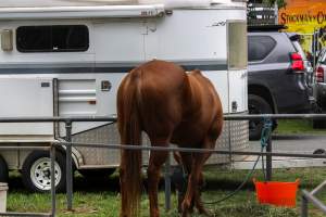 Horse inside of Queanbeyan Rodeo - Photos taken at a protest organised by Animal Liberation ACT and Animal Defenders Office outside of Queanbeyan Rodeo, where animals such as horse and cattle have been seen and recorded being chased, mistreated, and tormented. - Captured at NSW.