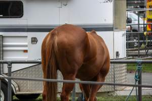 Horse inside of Queanbeyan Rodeo - Photos taken at a protest organised by Animal Liberation ACT and Animal Defenders Office outside of Queanbeyan Rodeo, where animals such as horse and cattle have been seen and recorded being chased, mistreated, and tormented. - Captured at NSW.