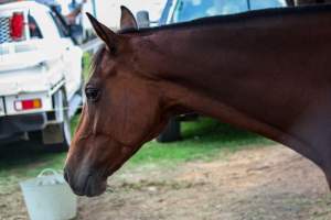 Horse inside of Queanbeyan Rodeo - Photos taken at a protest organised by Animal Liberation ACT and Animal Defenders Office outside of Queanbeyan Rodeo, where animals such as horse and cattle have been seen and recorded being chased, mistreated, and tormented. - Captured at NSW.