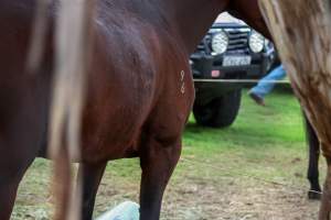 Horse inside of Queanbeyan Rodeo - Photos taken at a protest organised by Animal Liberation ACT and Animal Defenders Office outside of Queanbeyan Rodeo, where animals such as horse and cattle have been seen and recorded being chased, mistreated, and tormented. - Captured at NSW.