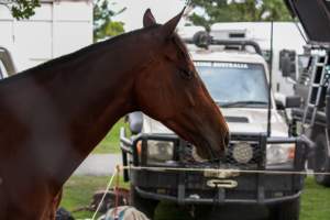 Horse inside of Queanbeyan Rodeo - Photos taken at a protest organised by Animal Liberation ACT and Animal Defenders Office outside of Queanbeyan Rodeo, where animals such as horse and cattle have been seen and recorded being chased, mistreated, and tormented. - Captured at NSW.
