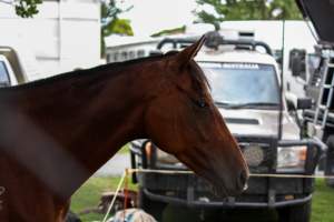 Horse inside of Queanbeyan Rodeo - Photos taken at a protest organised by Animal Liberation ACT and Animal Defenders Office outside of Queanbeyan Rodeo, where animals such as horse and cattle have been seen and recorded being chased, mistreated, and tormented. - Captured at NSW.