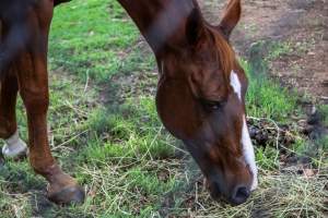 Horse inside of Queanbeyan Rodeo - Photos taken at a protest organised by Animal Liberation ACT and Animal Defenders Office outside of Queanbeyan Rodeo, where animals such as horse and cattle have been seen and recorded being chased, mistreated, and tormented. - Captured at NSW.