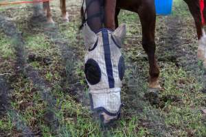 Horse inside of Queanbeyan Rodeo - Photos taken at a protest organised by Animal Liberation ACT and Animal Defenders Office outside of Queanbeyan Rodeo, where animals such as horse and cattle have been seen and recorded being chased, mistreated, and tormented. - Captured at NSW.