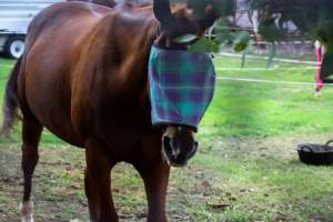 Horse inside of Queanbeyan Rodeo - Photos taken at a protest organised by Animal Liberation ACT and Animal Defenders Office outside of Queanbeyan Rodeo, where animals such as horse and cattle have been seen and recorded being chased, mistreated, and tormented. - Captured at NSW.