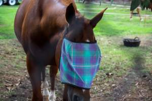 Horse inside of Queanbeyan Rodeo - Photos taken at a protest organised by Animal Liberation ACT and Animal Defenders Office outside of Queanbeyan Rodeo, where animals such as horse and cattle have been seen and recorded being chased, mistreated, and tormented. - Captured at NSW.