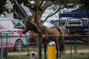 Horse inside of Queanbeyan Rodeo - Photos taken at a protest organised by Animal Liberation ACT and Animal Defenders Office outside of Queanbeyan Rodeo, where animals such as horse and cattle have been seen and recorded being chased, mistreated, and tormented. - Captured at NSW.