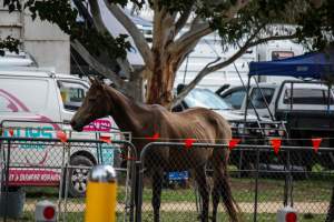 Horse inside of Queanbeyan Rodeo - Photos taken at a protest organised by Animal Liberation ACT and Animal Defenders Office outside of Queanbeyan Rodeo, where animals such as horse and cattle have been seen and recorded being chased, mistreated, and tormented. - Captured at NSW.