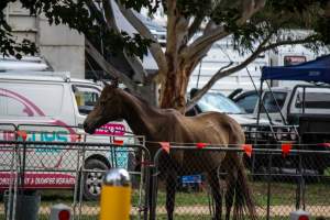 Horse inside of Queanbeyan Rodeo - Photos taken at a protest organised by Animal Liberation ACT and Animal Defenders Office outside of Queanbeyan Rodeo, where animals such as horse and cattle have been seen and recorded being chased, mistreated, and tormented. - Captured at NSW.