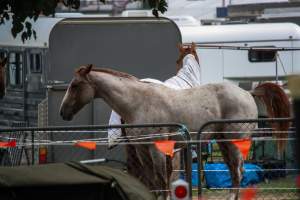 Horse inside of Queanbeyan Rodeo - Photos taken at a protest organised by Animal Liberation ACT and Animal Defenders Office outside of Queanbeyan Rodeo, where animals such as horse and cattle have been seen and recorded being chased, mistreated, and tormented. - Captured at NSW.