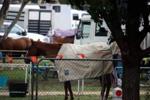Horse inside of Queanbeyan Rodeo - Photos taken at a protest organised by Animal Liberation ACT and Animal Defenders Office outside of Queanbeyan Rodeo, where animals such as horse and cattle have been seen and recorded being chased, mistreated, and tormented. - Captured at NSW.