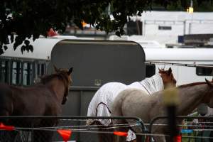 Horse inside of Queanbeyan Rodeo - Photos taken at a protest organised by Animal Liberation ACT and Animal Defenders Office outside of Queanbeyan Rodeo, where animals such as horse and cattle have been seen and recorded being chased, mistreated, and tormented. - Captured at NSW.
