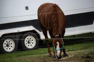 Horse inside of Queanbeyan Rodeo - Photos taken at a protest organised by Animal Liberation ACT and Animal Defenders Office outside of Queanbeyan Rodeo, where animals such as horse and cattle have been seen and recorded being chased, mistreated, and tormented. - Captured at NSW.