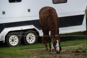 Horse inside of Queanbeyan Rodeo - Photos taken at a protest organised by Animal Liberation ACT and Animal Defenders Office outside of Queanbeyan Rodeo, where animals such as horse and cattle have been seen and recorded being chased, mistreated, and tormented. - Captured at NSW.
