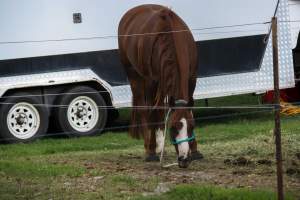 Horse inside of Queanbeyan Rodeo - Photos taken at a protest organised by Animal Liberation ACT and Animal Defenders Office outside of Queanbeyan Rodeo, where animals such as horse and cattle have been seen and recorded being chased, mistreated, and tormented. - Captured at NSW.