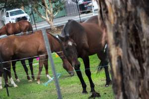 Horse inside of Queanbeyan Rodeo - Photos taken at a protest organised by Animal Liberation ACT and Animal Defenders Office outside of Queanbeyan Rodeo, where animals such as horse and cattle have been seen and recorded being chased, mistreated, and tormented. - Captured at NSW.