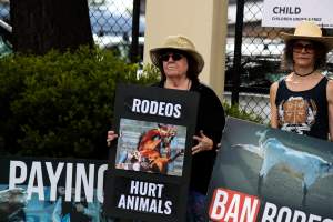 Protest outside of Queanbeyan Rodeo - Photos taken at a protest organised by Animal Liberation ACT and Animal Defenders Office outside of Queanbeyan Rodeo, where animals such as horse and cattle have been seen and recorded being chased, mistreated, and tormented. - Captured at NSW.