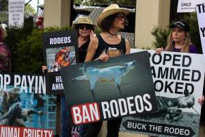 Protest outside of Queanbeyan Rodeo - Photos taken at a protest organised by Animal Liberation ACT and Animal Defenders Office outside of Queanbeyan Rodeo, where animals such as horse and cattle have been seen and recorded being chased, mistreated, and tormented. - Captured at NSW.