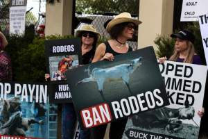 Protest outside of Queanbeyan Rodeo - Photos taken at a protest organised by Animal Liberation ACT and Animal Defenders Office outside of Queanbeyan Rodeo, where animals such as horse and cattle have been seen and recorded being chased, mistreated, and tormented. - Captured at NSW.