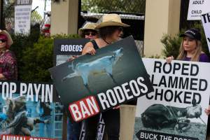 Protest outside of Queanbeyan Rodeo - Photos taken at a protest organised by Animal Liberation ACT and Animal Defenders Office outside of Queanbeyan Rodeo, where animals such as horse and cattle have been seen and recorded being chased, mistreated, and tormented. - Captured at NSW.