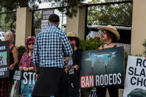 Rodeo-Goers interact with Protest outside of Queanbeyan Rodeo - Photos taken at a protest organised by Animal Liberation ACT and Animal Defenders Office outside of Queanbeyan Rodeo, where animals such as horse and cattle have been seen and recorded being chased, mistreated, and tormented. Several rodeo-goers were seen harassing protestors, including making misogynistic and transphobic remarks. - Captured at NSW.