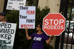 Protest outside of Queanbeyan Rodeo - Photos taken at a protest organised by Animal Liberation ACT and Animal Defenders Office outside of Queanbeyan Rodeo, where animals such as horse and cattle have been seen and recorded being chased, mistreated, and tormented. - Captured at NSW.