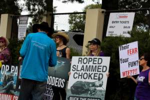 Rodeo-Goers interact with Protest outside of Queanbeyan Rodeo - Photos taken at a protest organised by Animal Liberation ACT and Animal Defenders Office outside of Queanbeyan Rodeo, where animals such as horse and cattle have been seen and recorded being chased, mistreated, and tormented. Several rodeo-goers were seen harassing protestors, including making misogynistic and transphobic remarks. - Captured at NSW.