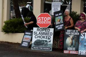 Protest outside of Queanbeyan Rodeo - Photos taken at a protest organised by Animal Liberation ACT and Animal Defenders Office outside of Queanbeyan Rodeo, where animals such as horse and cattle have been seen and recorded being chased, mistreated, and tormented. - Captured at NSW.