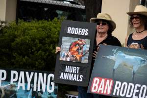 Protest outside of Queanbeyan Rodeo - Photos taken at a protest organised by Animal Liberation ACT and Animal Defenders Office outside of Queanbeyan Rodeo, where animals such as horse and cattle have been seen and recorded being chased, mistreated, and tormented. - Captured at NSW.
