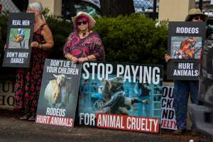 Protest outside of Queanbeyan Rodeo - Photos taken at a protest organised by Animal Liberation ACT and Animal Defenders Office outside of Queanbeyan Rodeo, where animals such as horse and cattle have been seen and recorded being chased, mistreated, and tormented. - Captured at NSW.