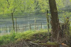 Pheasant Farm - This facility grows pheasants for 