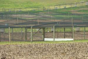 Pheasant Farm - This facility grows pheasants for 
