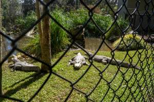 Alligators in enclosure - Captured at Gorge Wildlife Park, Cudlee Creek SA Australia.