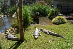 Alligators in enclosure - Captured at Gorge Wildlife Park, Cudlee Creek SA Australia.