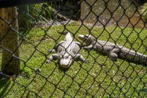 Alligators in enclosure - Captured at Gorge Wildlife Park, Cudlee Creek SA Australia.