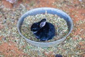 Young rabbit in children's zoo - Captured at Gorge Wildlife Park, Cudlee Creek SA Australia.