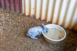 Rabbit in children's zoo - Captured at Gorge Wildlife Park, Cudlee Creek SA Australia.