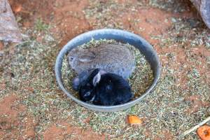 Young rabbits in children's zoo - Captured at Gorge Wildlife Park, Cudlee Creek SA Australia.