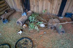 Guinea Pigs in children's zoo - Captured at Gorge Wildlife Park, Cudlee Creek SA Australia.