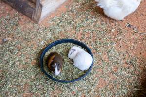 Guinea Pigs in children's zoo - Captured at Gorge Wildlife Park, Cudlee Creek SA Australia.