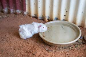 Guinea Pig in children's zoo - Captured at Gorge Wildlife Park, Cudlee Creek SA Australia.