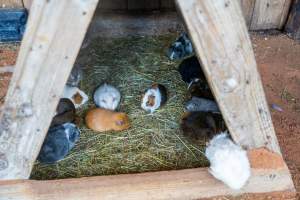 Guinea Pigs in children's zoo - Captured at Gorge Wildlife Park, Cudlee Creek SA Australia.